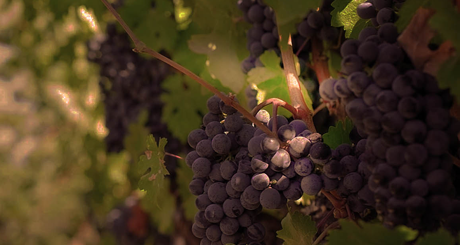 8Wines